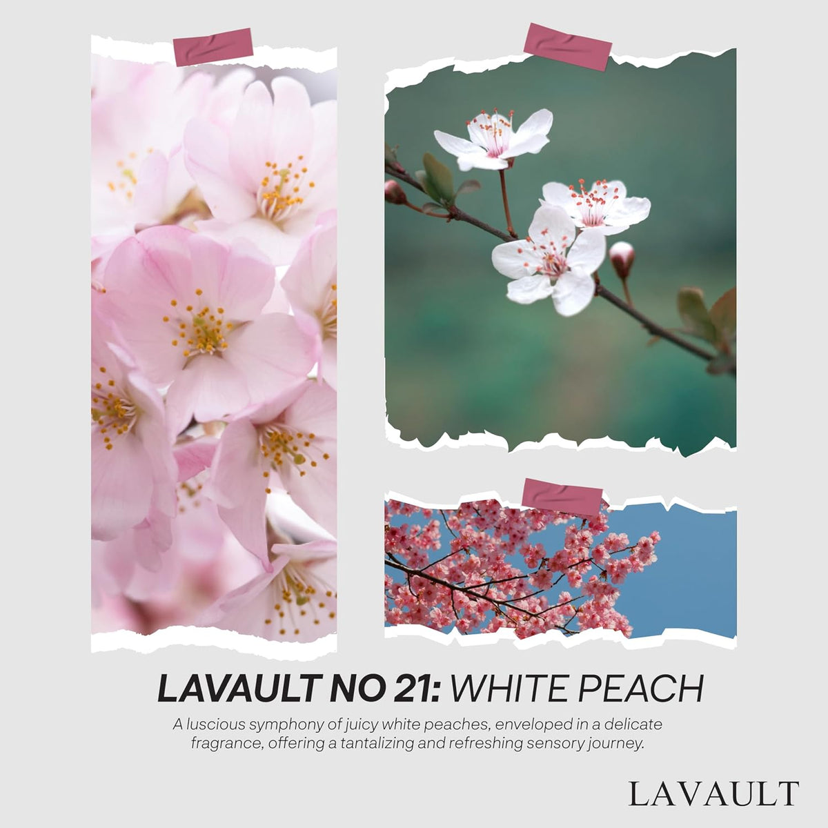 Lavault Reed Diffuser - Long-Lasting Scent Diffusers for Home or Office - Fragrance for Relaxing Atmosphere - Dried Plants and Essential Oils - Reed Diffuser for Bathroom - White Peach Scent - 3.38oz