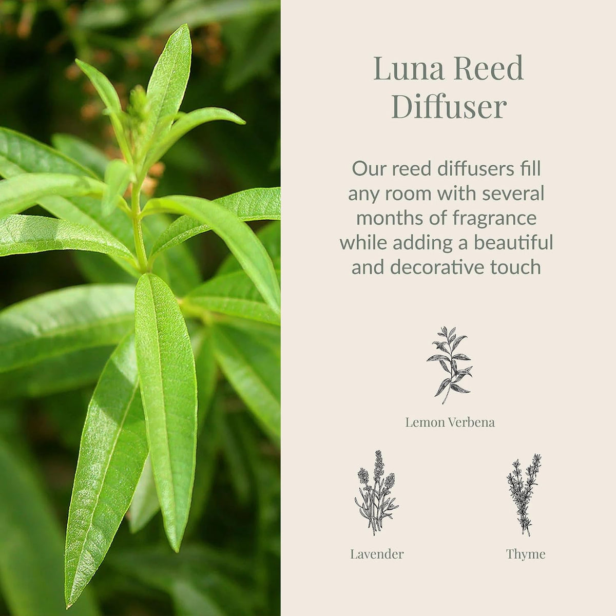 Archipelago Botanicals Luna Reed Diffuser, 7.6 fl oz