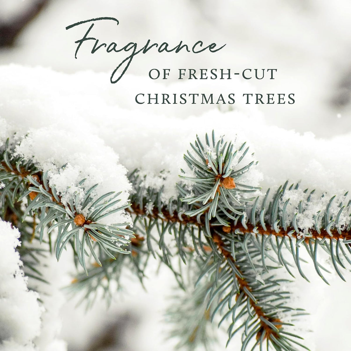 Thymes Frasier Fir Reed Diffuser Set – Includes Reeds, Fragrance Oil, and Frosted Glass Bottle – Fragrance Oil Diffuser – Room Fresheners – Luxury Home Decor – Green & Clear (Pine Needle, 4 fl oz)